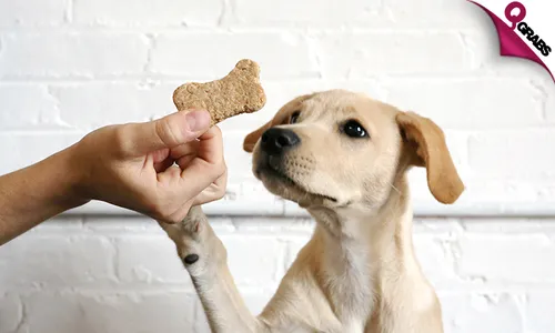Doggy Desserts Online Course!